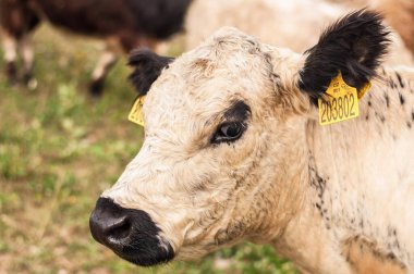 Mera üzerinde ineklerin meraklı