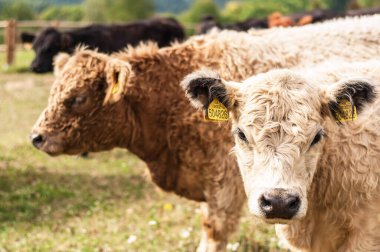 Mera üzerinde ineklerin meraklı