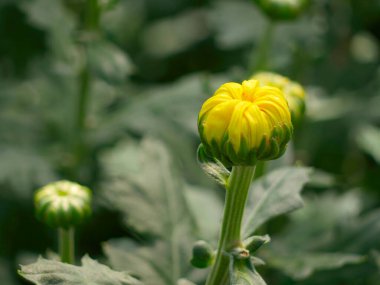 Henüz çiçek açmamış küçük sarı taç yapraklı kasımpatı genellikle sağlıklı bir çiçek çayı olarak kullanılmak üzere kurutulur..
