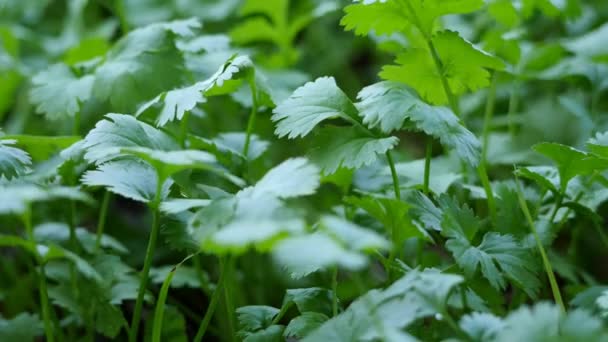 Fresh Green Coriander Gently Blown Wind — Stock Video