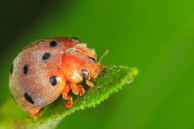 Taze yeşil bir yaprağa konmuş siyah benekli kahverengi uğur böceğinin yakın plan fotoğrafı..