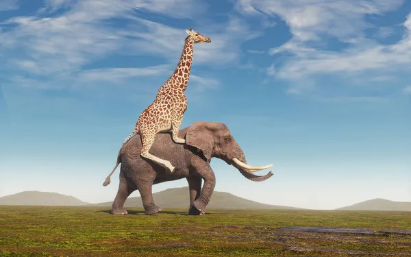 Girafe Chevauchant Éléphant Sur Terrain Concept Amitié Coopération Ceci Est — Photo