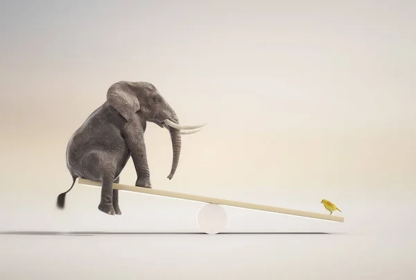 Elefánt Egyensúlyban Van Kanárival Gondolat Készség Koncepció Egy Renderelés Illusztráció — Stock Fotó