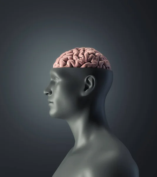 Hombre Con Media Cabeza Cerebro Visible Sabiduría Concepto Pensamiento Inteligente — Foto de Stock