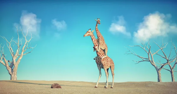 Girafe Porte Une Autre Girafe Dans Dessert Concept Amitié Liaison — Photo