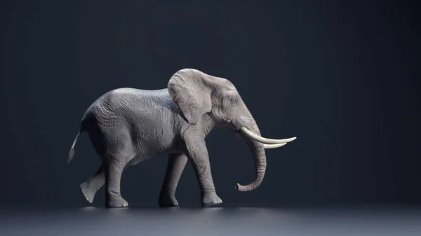 Слон Темном Фоне Render Illustration — стоковое фото