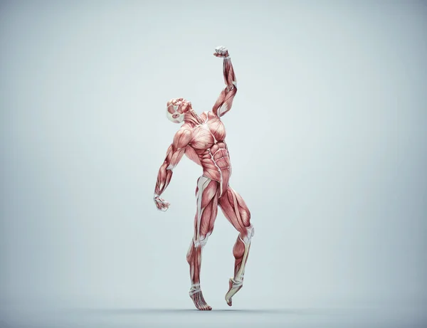 Muscular system dancing on background. Healthy lifestyle and fitness concept. This is a 3d render illustration