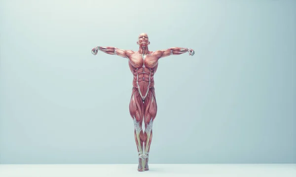 Male muscular system posing on background. Fitness and healthy lifestyle concept. This is a 3d render illustration