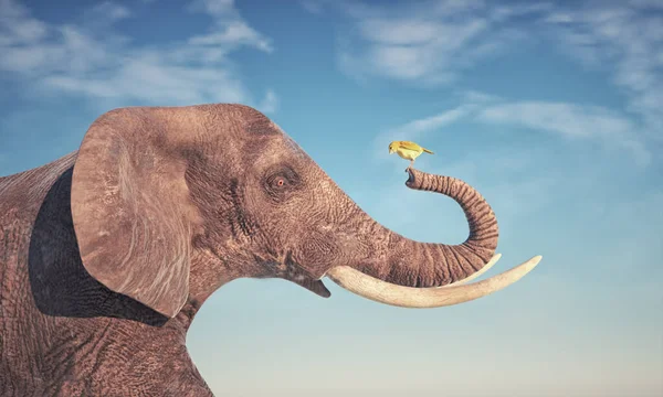 Ελέφαντας Κρατάει Ένα Κίτρινο Πουλί Έννοια Φιλίας Και Σύνδεσης Αυτή — Φωτογραφία Αρχείου