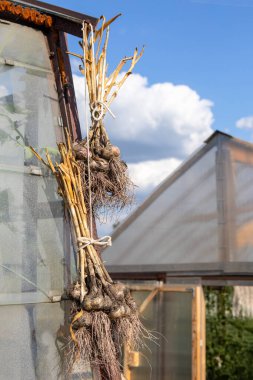 Sarımsaklar paketlere bağlanmış ve seraya asılmış. Sarımsaklar toprakla birlikte. Köyde hasat yapılıyor..