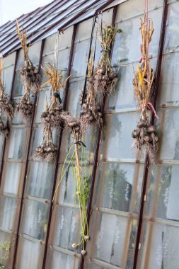 Sarımsak demetlere bağlanmış ve seraya asılmış. Sarımsak kafalar yere yapışmış, bahçeden yeni çıkarılmış..