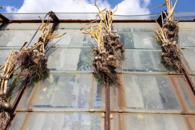 Sarımsak mahsulü güneşte kurur. Sarımsak kafalar toprakla birleşir ve bahçeden yeni çıkarılır..