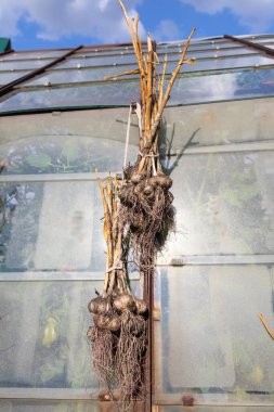 Sarımsak güneşte kurur. Sarımsak demetlere bağlanır ve seraya asılır. Köyde hasat yapılır..