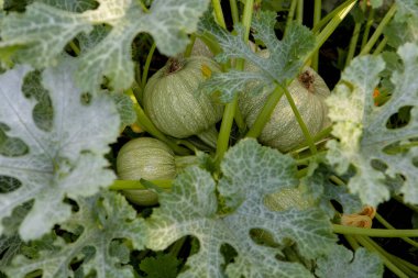 Balkabakları bahçede yetişir. Balkabağı yapraklarının doğal deseni güzeldir. Ülkede balkabağı hasat edilir..
