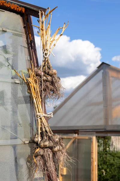 Sarımsaklar paketlere bağlanmış ve seraya asılmış. Sarımsaklar toprakla birlikte. Köyde hasat yapılıyor..