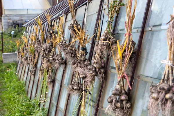 ニンニクの収穫は太陽の下で乾燥します。ニンニクはバンドルで結ばれ、温室に掛けられています。. — ストック写真