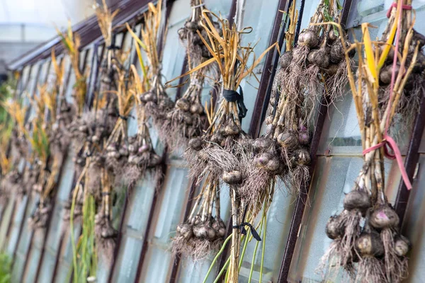 ニンニクの収穫は太陽の下で乾燥します。ニンニクはバンドルで結ばれ、温室に掛けられています。. — ストック写真