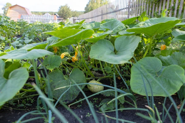 カボチャは庭のベッドで成長します。小さな丸いカボチャは葉の真ん中に地面にあります。 — ストック写真