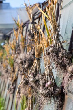 Sarımsak mahsulü güneşte kurur. Sarımsak kafalar toprakla birleşir, bahçeden yeni çıkarılır. Hasat edilir. 
