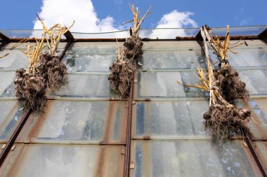 Sarımsak güneşte kurur. Sarımsak demetlere bağlanır ve seraya asılır. Köyde hasat yapılır.. 