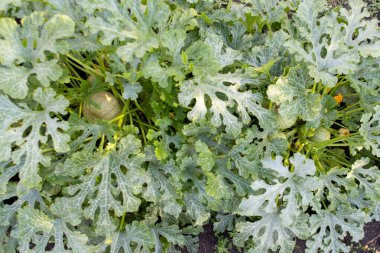 Küçük yuvarlak balkabakları yaprakların ortasında yerde yatar. Güzel balkabağı yaprakları. Sebze bahçesi.