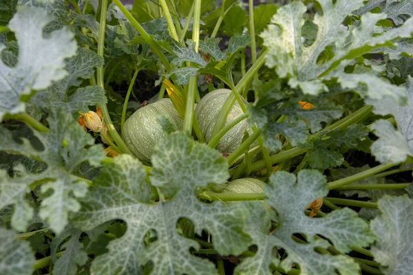 カボチャは庭のベッドで成長します。小さな丸いカボチャは葉の真ん中に地面にあります. — ストック写真