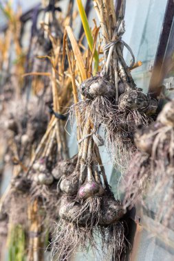Sarımsak güneşte kurur. Sarımsak demetlere bağlanır ve seraya asılır. Sarımsak kafalar birbirine yapışır.