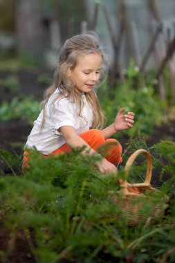 Kız sebze topluyor. Kız yerden bir havuç çıkarıyor.