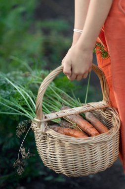 Havuç hasadıyla hasat sepeti
