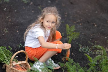 The girl is harvesting vegetables.The girl pulls a carrot out of the ground clipart