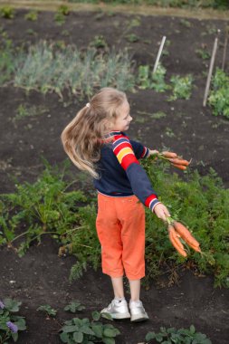 Kız sebze topluyor. Bir kız havuç tutuyor.