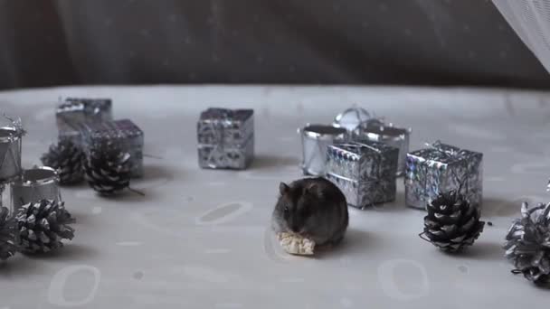 A hamster in a New Year.The Dzungarian hamster is gnawing on a cracker — Stock Video