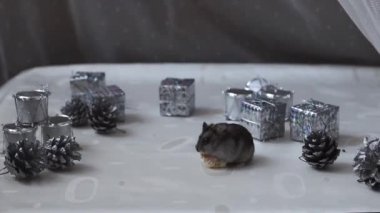 Yeni yılda bir hamster. Dzungarian hamsterı krakeri kemiriyor.