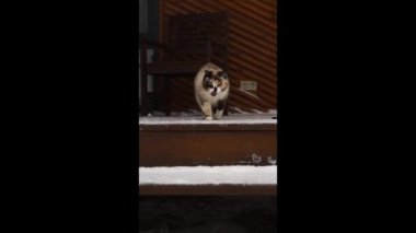 Evin karla kaplı ahşap verandasında bir kedi merdivenlerden aşağı iniyor.