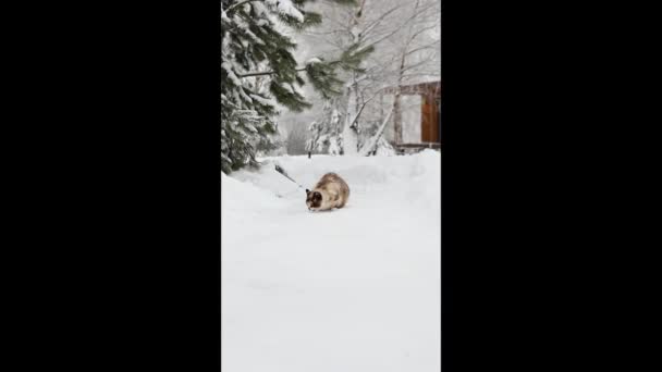 Um gato em um caminho nevado come algo e foge — Vídeo de Stock
