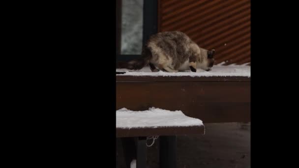 En katt på en snötäckt veranda i ett hus klämmer sin tass från kylan — Stockvideo