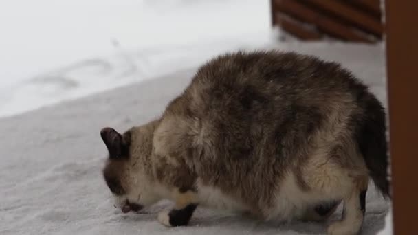 El gato está comiendo algo en el porche de madera cubierto de nieve de la casa — Vídeos de Stock