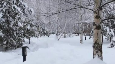 Karla kaplı ağaç dalları rüzgarda sallanıyor. Sokak lambası, patika ve ağaçlar. 
