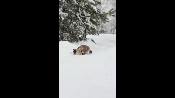 Kış manzarasının arka planında, karda oturan tüylü bir kedi yavrusu. — Stok video