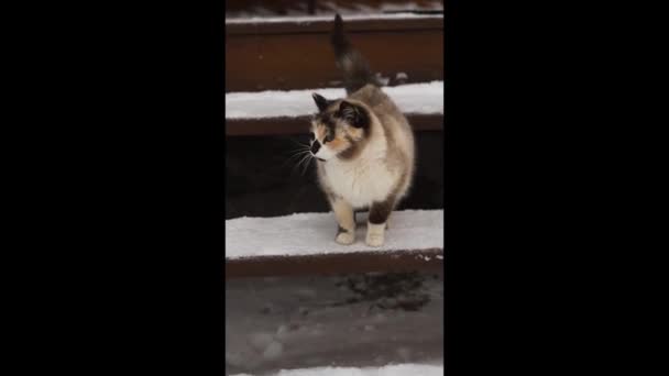 Eine Katze auf der schneebedeckten Holzveranda des Hauses geht die Treppe hinunter — Stockvideo