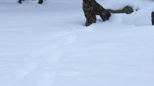 눈이 닿지 않은 숲 속을 걷는 남자. — 비디오