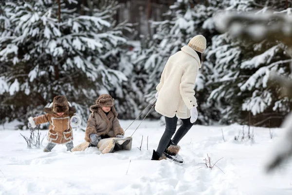Mom is taking two kids in winter fur coats and hats on a sled — стоковое фото