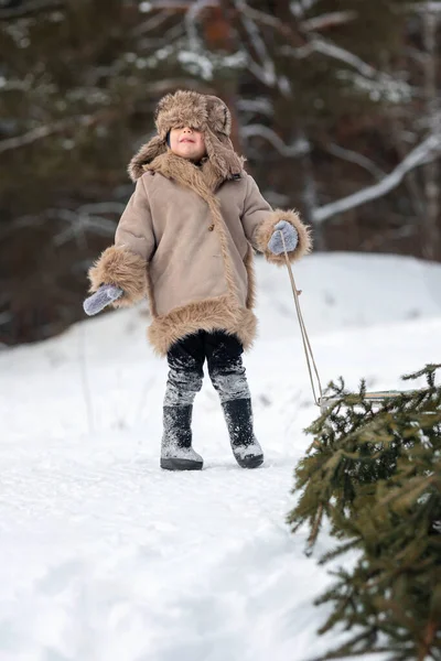 A kid in a winter fur coat, hat and felt boots carries a tree on a sled — стоковое фото