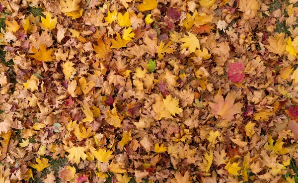 Fond feuillage d'automne multicolore. Tapis coloré de feuilles d'automne Images De Stock Libres De Droits