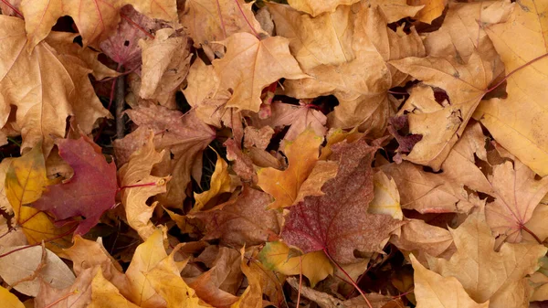 Feuillage d'automne coloré sur le sol Photos De Stock Libres De Droits