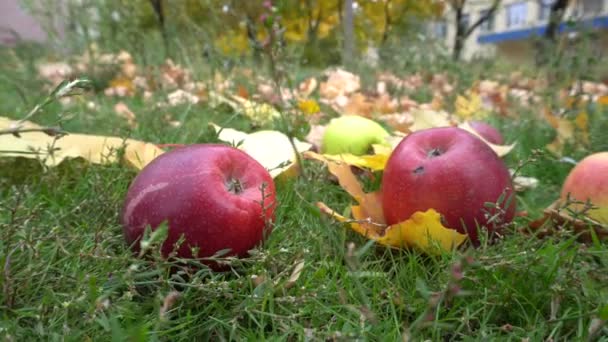 Κόκκινα μήλα στο γρασίδι το φθινόπωρο — Αρχείο Βίντεο