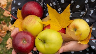 Kırmızı, yeşil elmalar ve akçaağaç yaprakları. Sonbaharın güzelliği