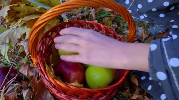 A kezek vörös és zöld almát szednek fel a fűből a kosárba.. — Stock videók