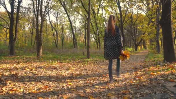 Gå i efteråret skov – Stock-video