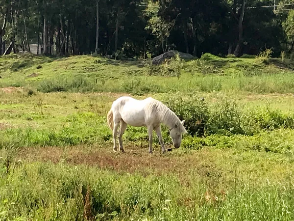 Cheval Manger Sur Champ — Photo